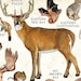 Land Mammals of New York Poster Print / New York Mammals Field Etsy Land Mammals of New York Poster Print / New York Mammals Field Etsy