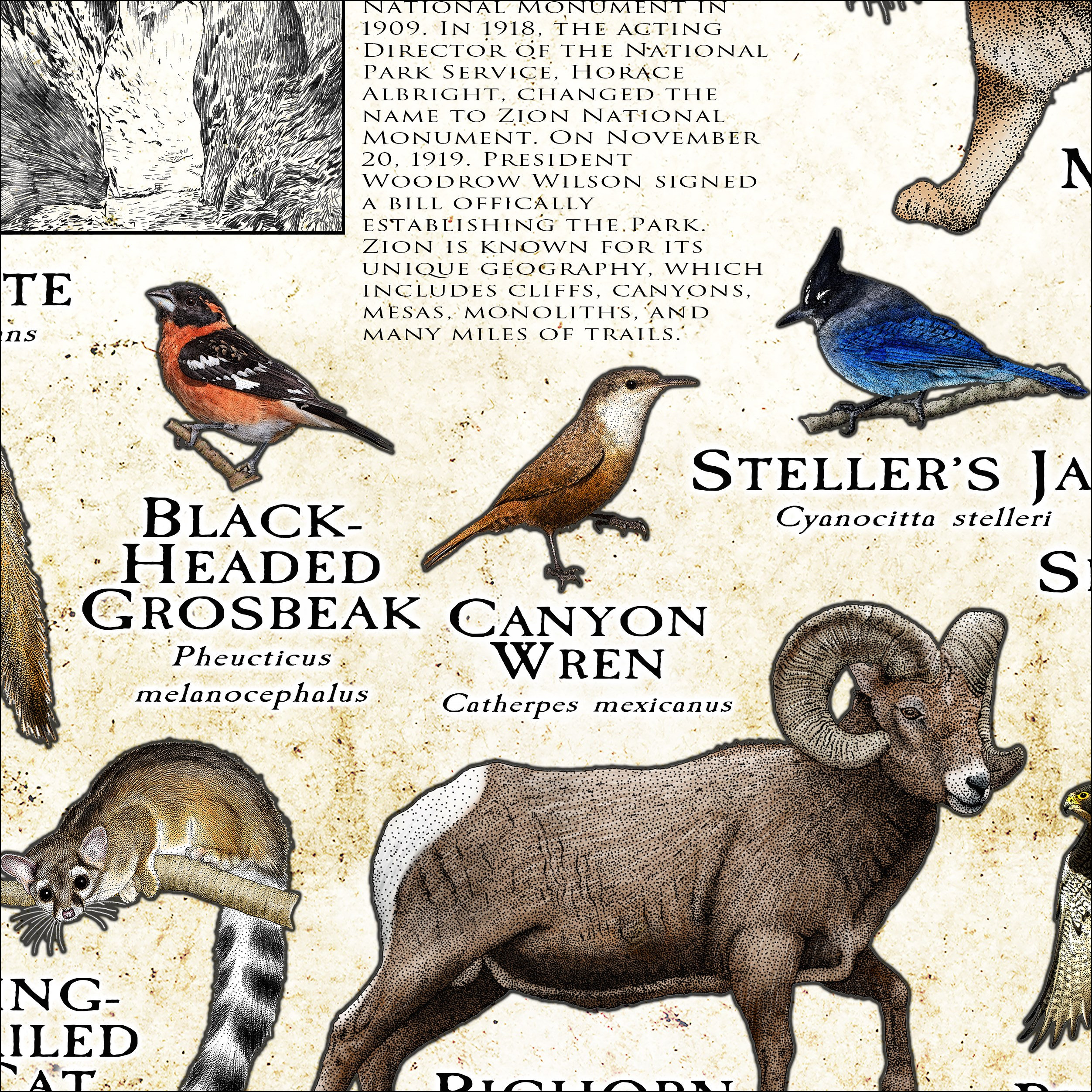 ザイオン国立公園の野生動物/フィールド ガイド - アーティスト