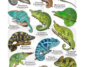 世界のカメレオンのポスター - アーティストのサイン入り! - Etsy 日本