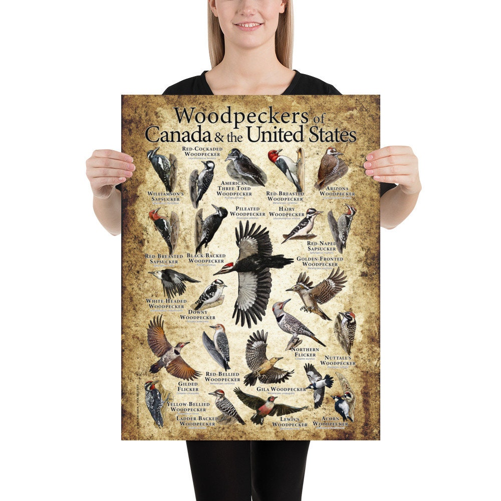 Woodpeckers of Canada and the United States Poster / Field Guide picture