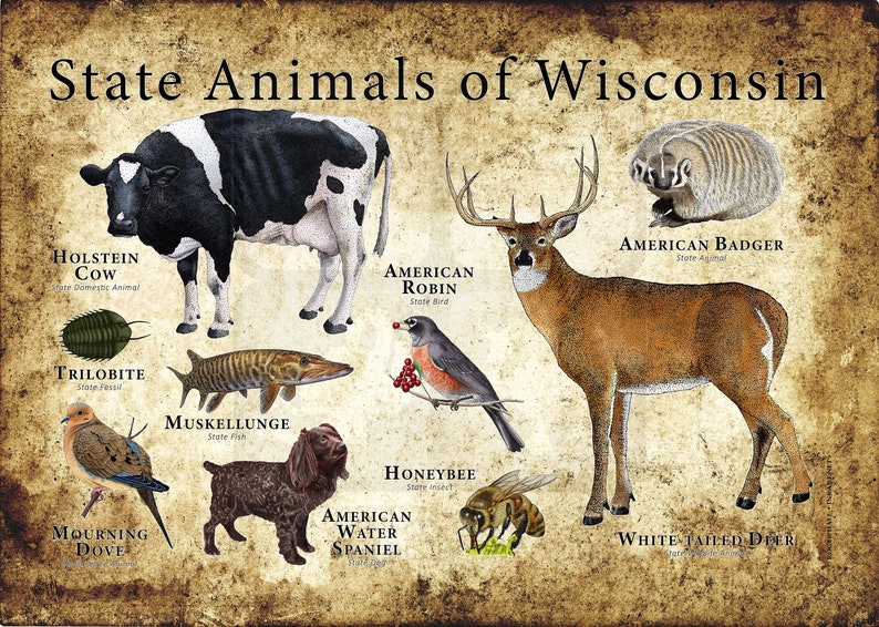 Wisconsin State Animals Poster Print Etsy