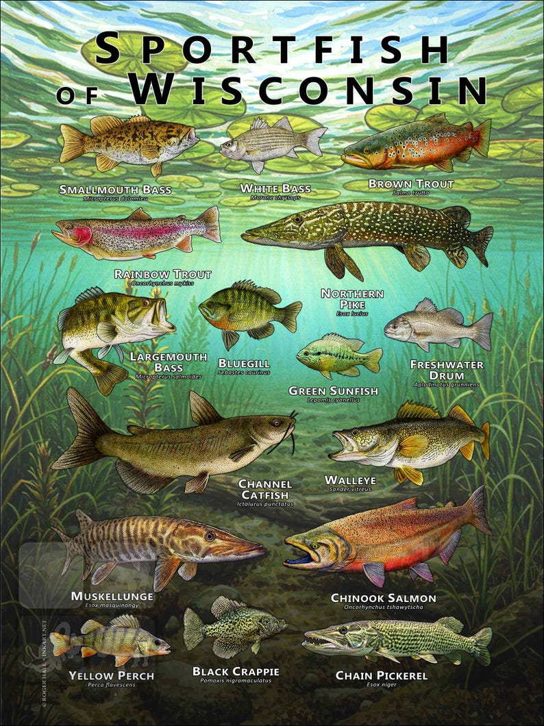 Sportfish of Wisconsin Poster Print/field Guide - SIGNED BY ARTIST! - Etsy