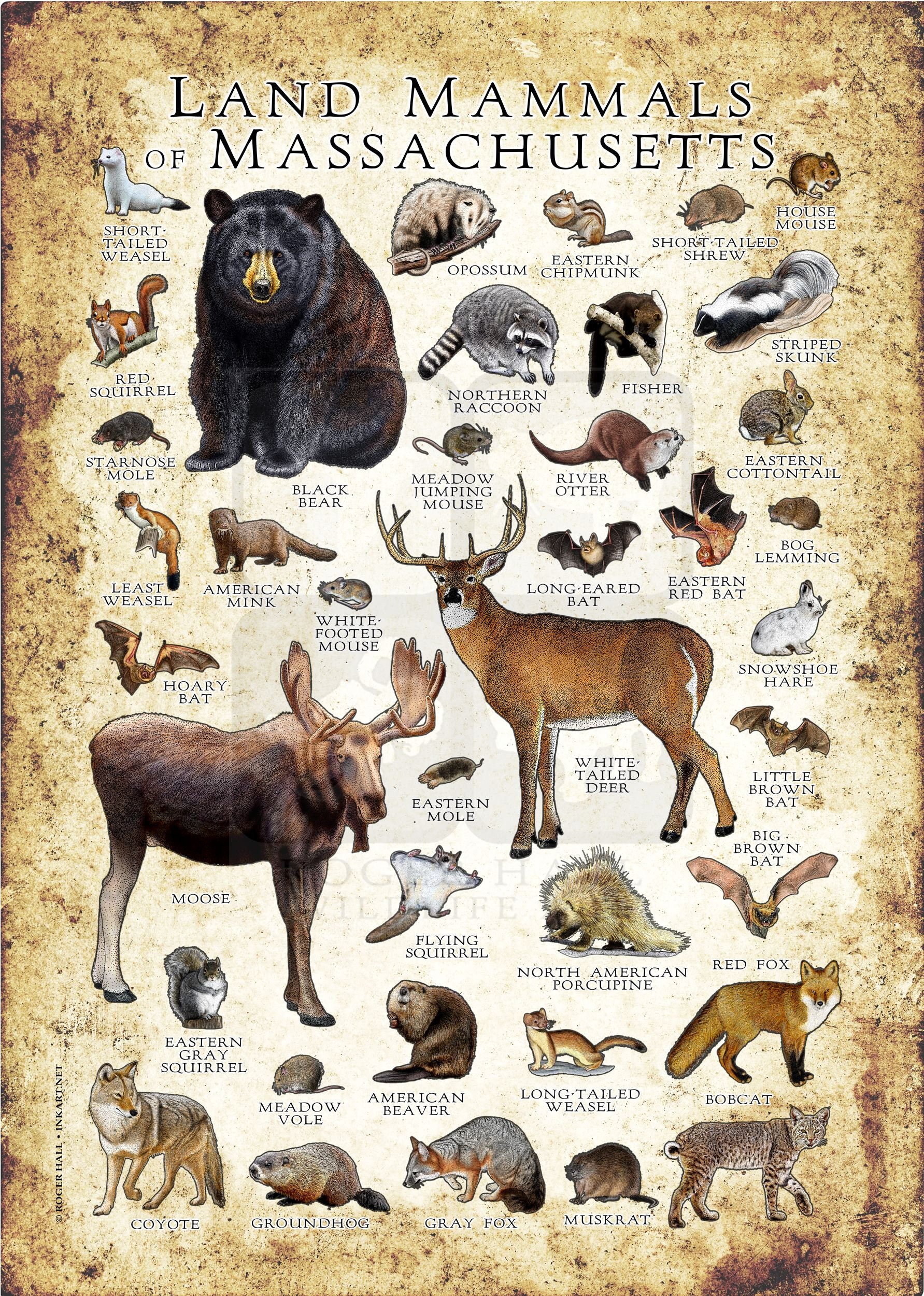 Massachusetts Mammals Poster Print: Signed Wildlife Art - Etsy