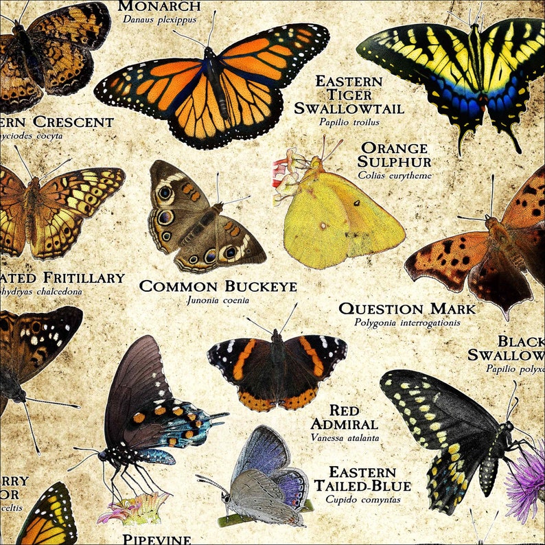 Butterflies of Wisconsin Poster Print Field Guide Etsy