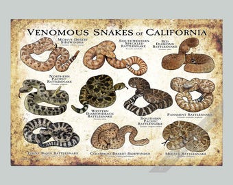 Puede incluir: Un póster rectangular titulado VENOMOUS SNAKES OF CALIFORNIA que presenta ilustraciones de nueve serpientes, incluyendo la Mojave Desert Sidewinder, Southwestern Speckled Rattlesnake, Red Diamond Rattlesnake, Northern Pacific Rattlesnake, Western Diamondback Rattlesnake, Southern Pacific Rattlesnake, Panamint Rattlesnake, Great Basin Rattlesnake, Colorado Desert Sidewinder y Mojave Rattlesnake sobre un fondo beige desgastado.