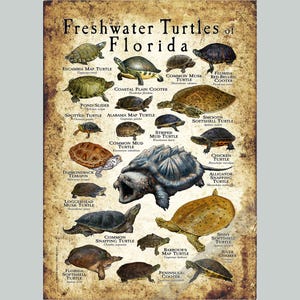 Plakat „Żółwie słodkowodne Florydy” – przewodnik terenowy