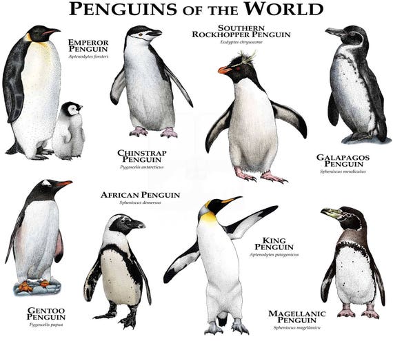 Penguins of the World Poster Print - Etsy