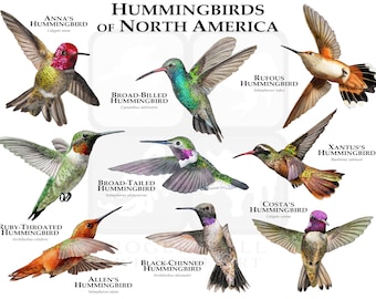 Hummingbirds of North America Poster Print - Etsy