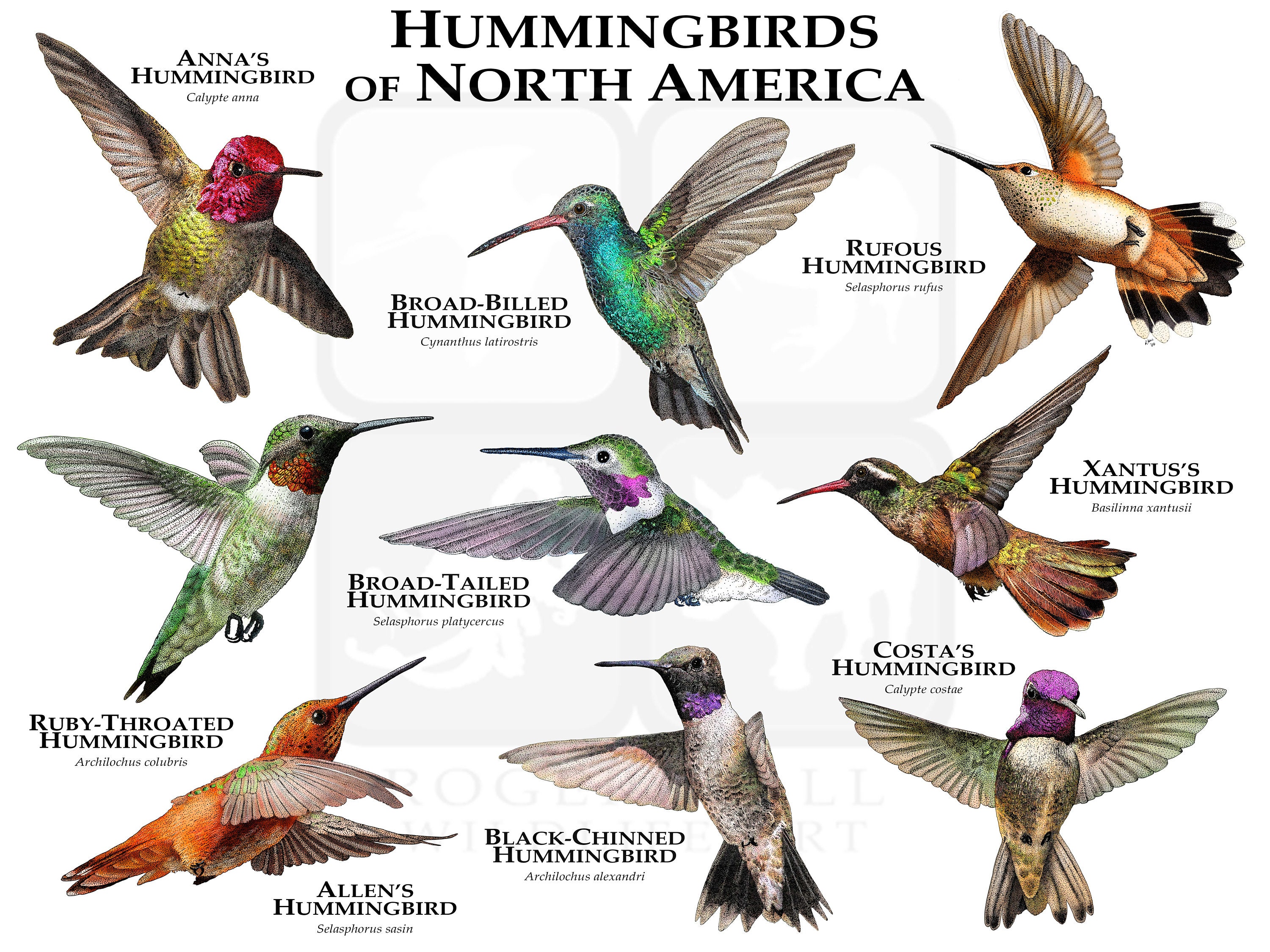 Hummingbirds of North America Poster Print - Etsy