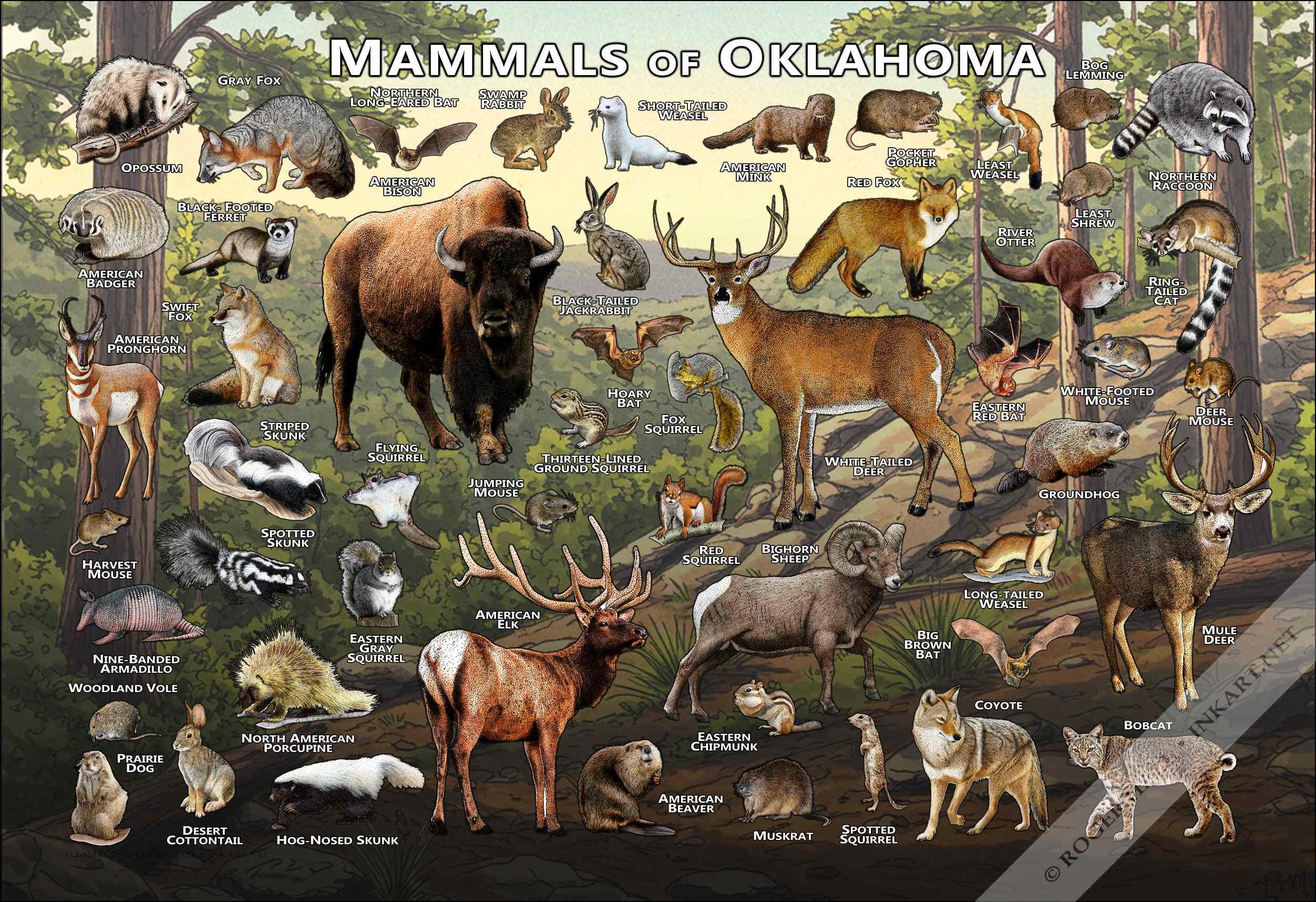 オクラホマ州の哺乳類のポスタープリント：サイン入り野生動物アート
