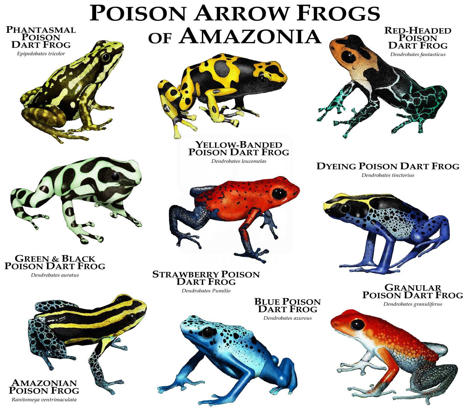 Poison Dart Frogs of Amazonia Poster Print Etsy