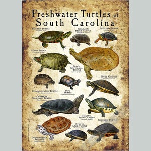 Freshwater Turtles of South Carolina Poster Print/Field Guide - SIGNED BY ARTIST!