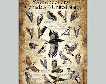 Pájaros carpinteros de Canadá y Estados Unidos: póster / guía de campo - ¡FIRMADO POR EL ARTISTA!