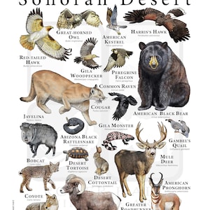 Animals of the Sonoran Desert Poster White