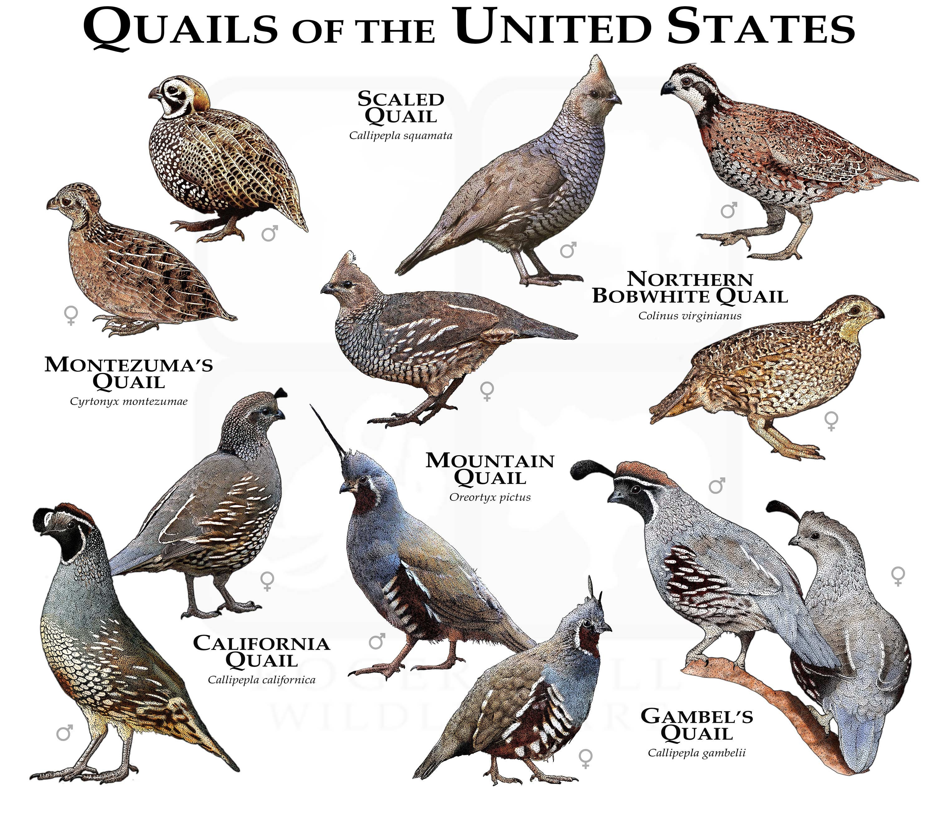Gambel Quail For Sale Only 4 Left At 65 Gambel Quail For Sale Only 4 Left At 65