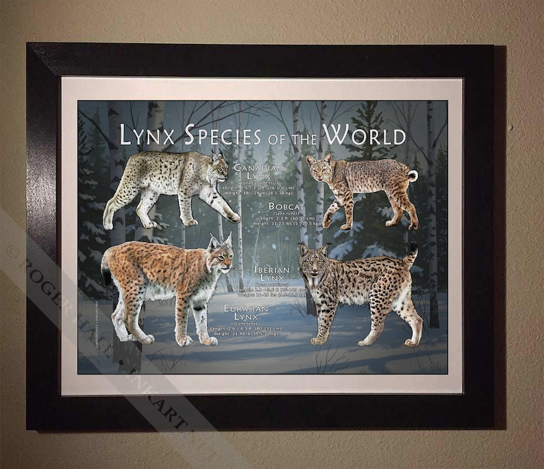Lynx of the World Poster Print / Field Guide - SIGNED BY ARTIST! - Etsy