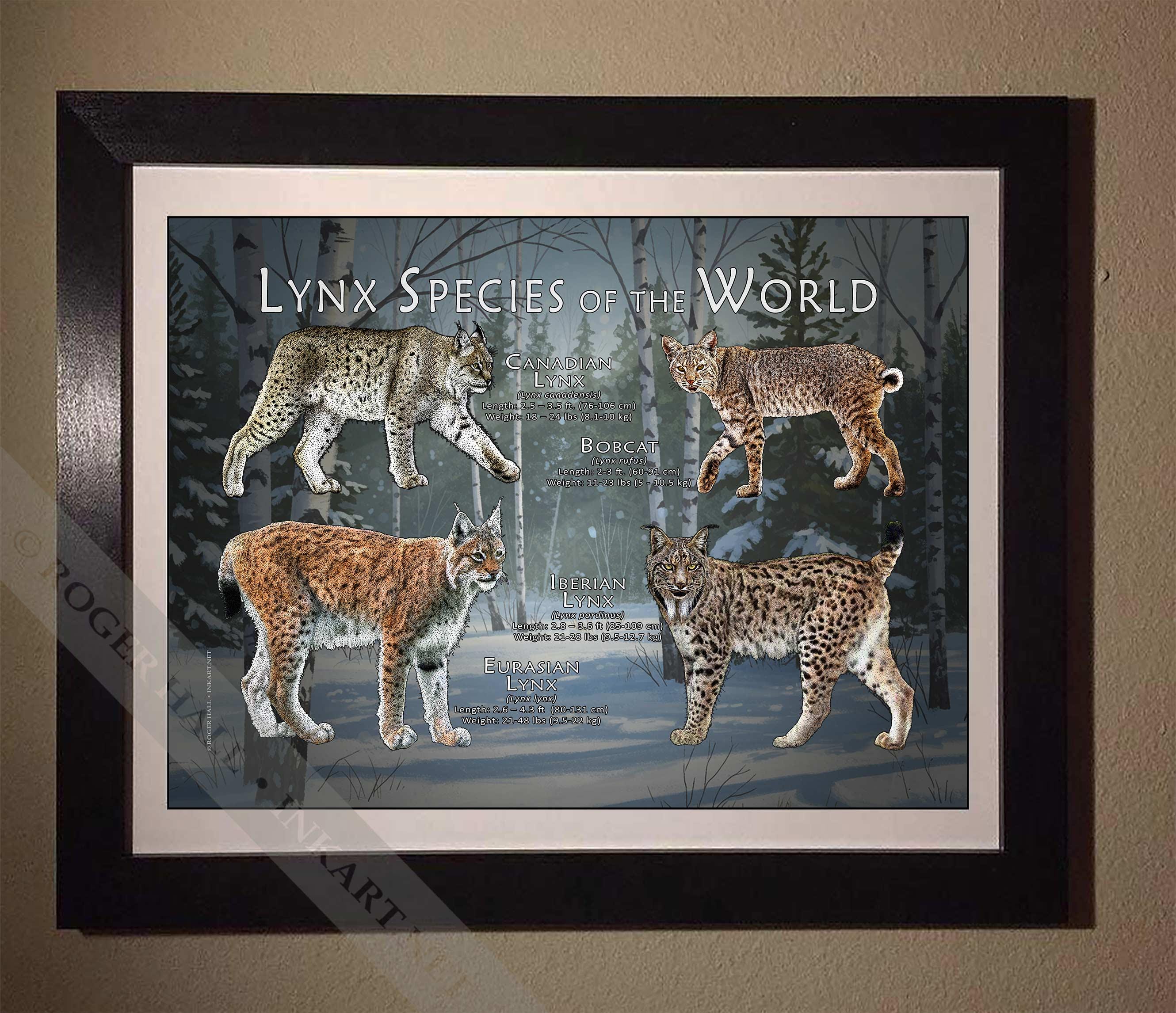 世界のオオヤマネコのポスタープリント/フィールドガイド