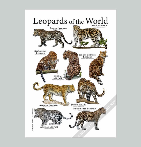 Types Of Leopards Colors