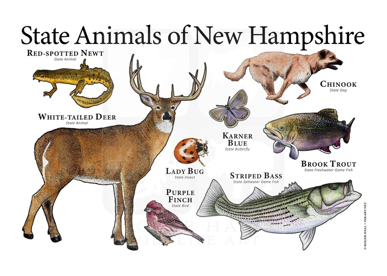 New Hampshire State Animals Poster Print Etsy