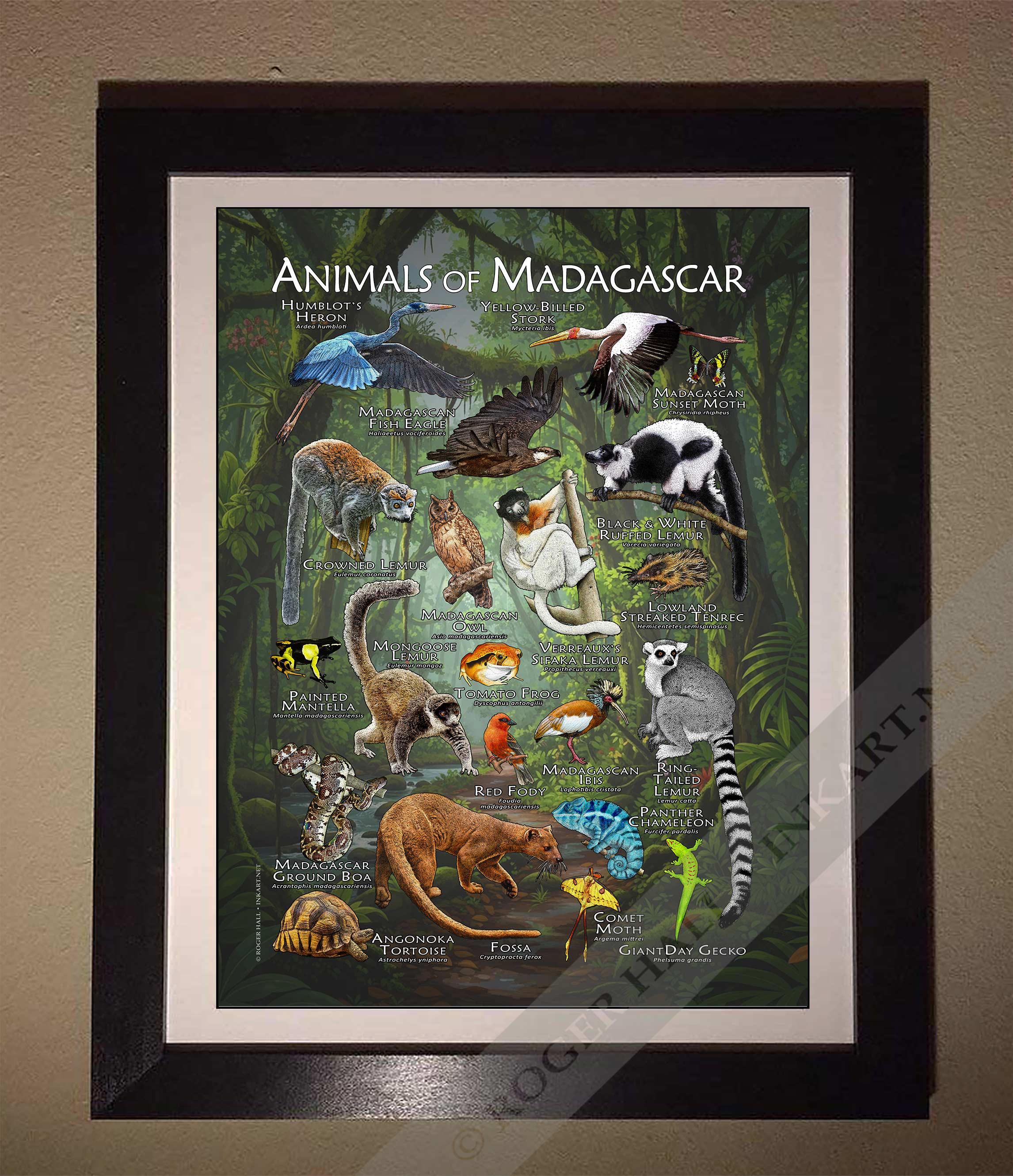 マダガスカルの動物のポスタープリント - アーティストのサイン入り