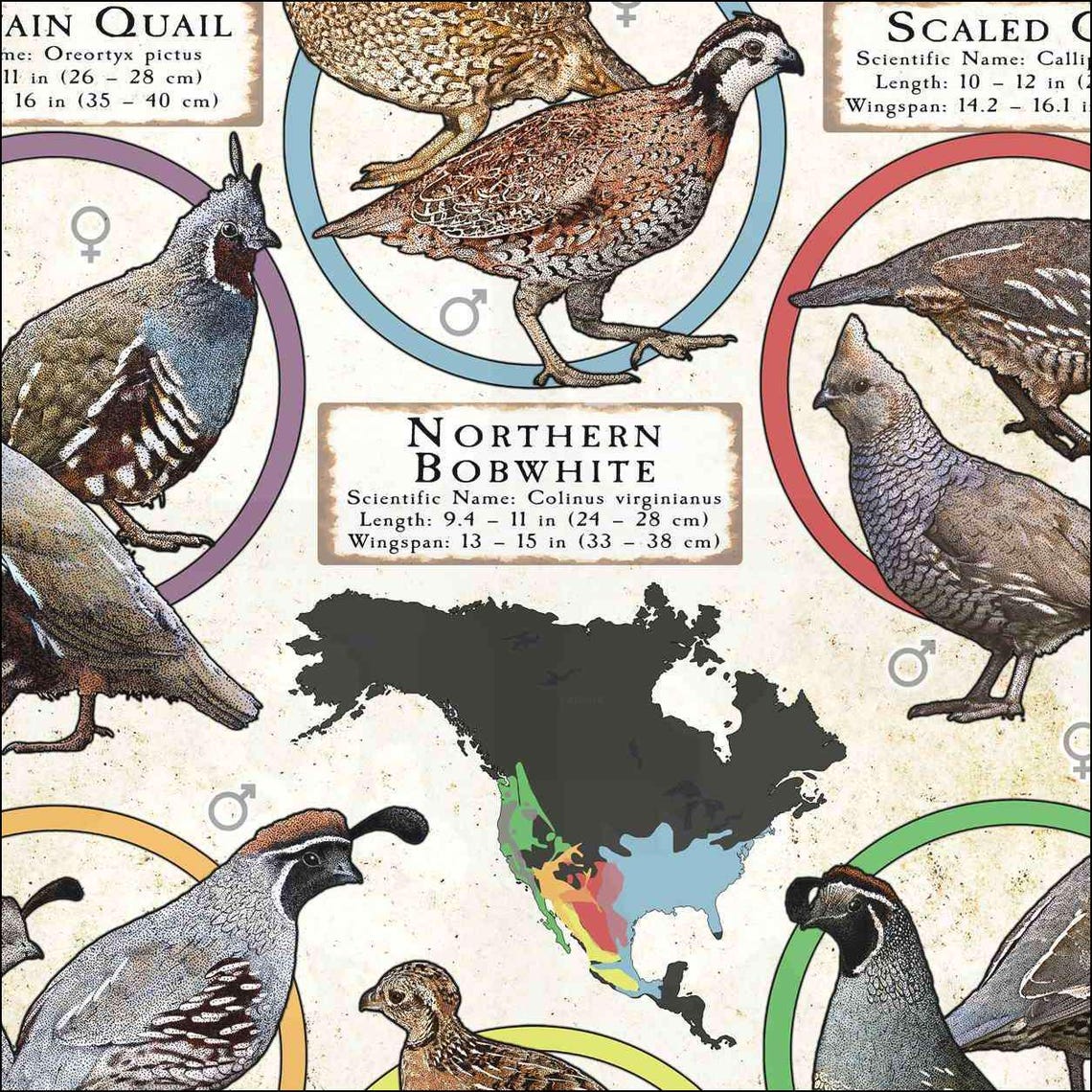 Quail Species of North America Poster Print/field Guide - SIGNED BY ...