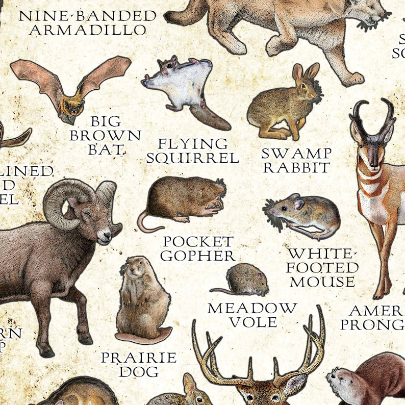 Texas Mammals Field Guide Poster Print: Signed Wildlife Art - Etsy