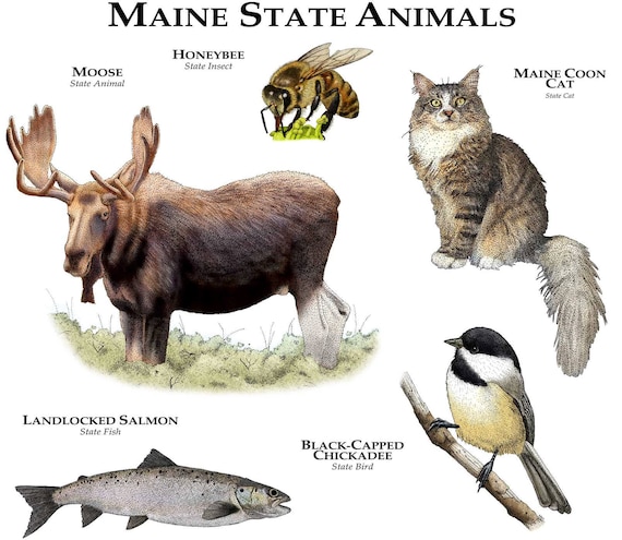 Maine State Animals Poster Print | Etsy
