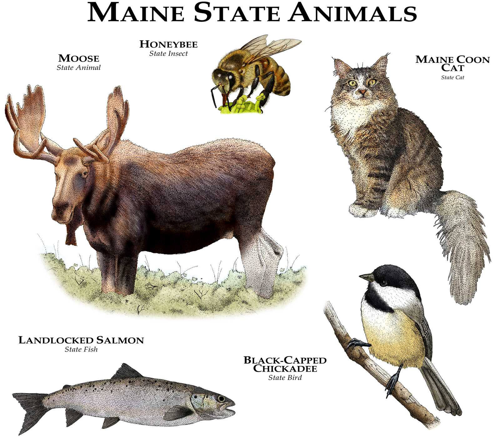 Maine State Animals Poster Print | Etsy