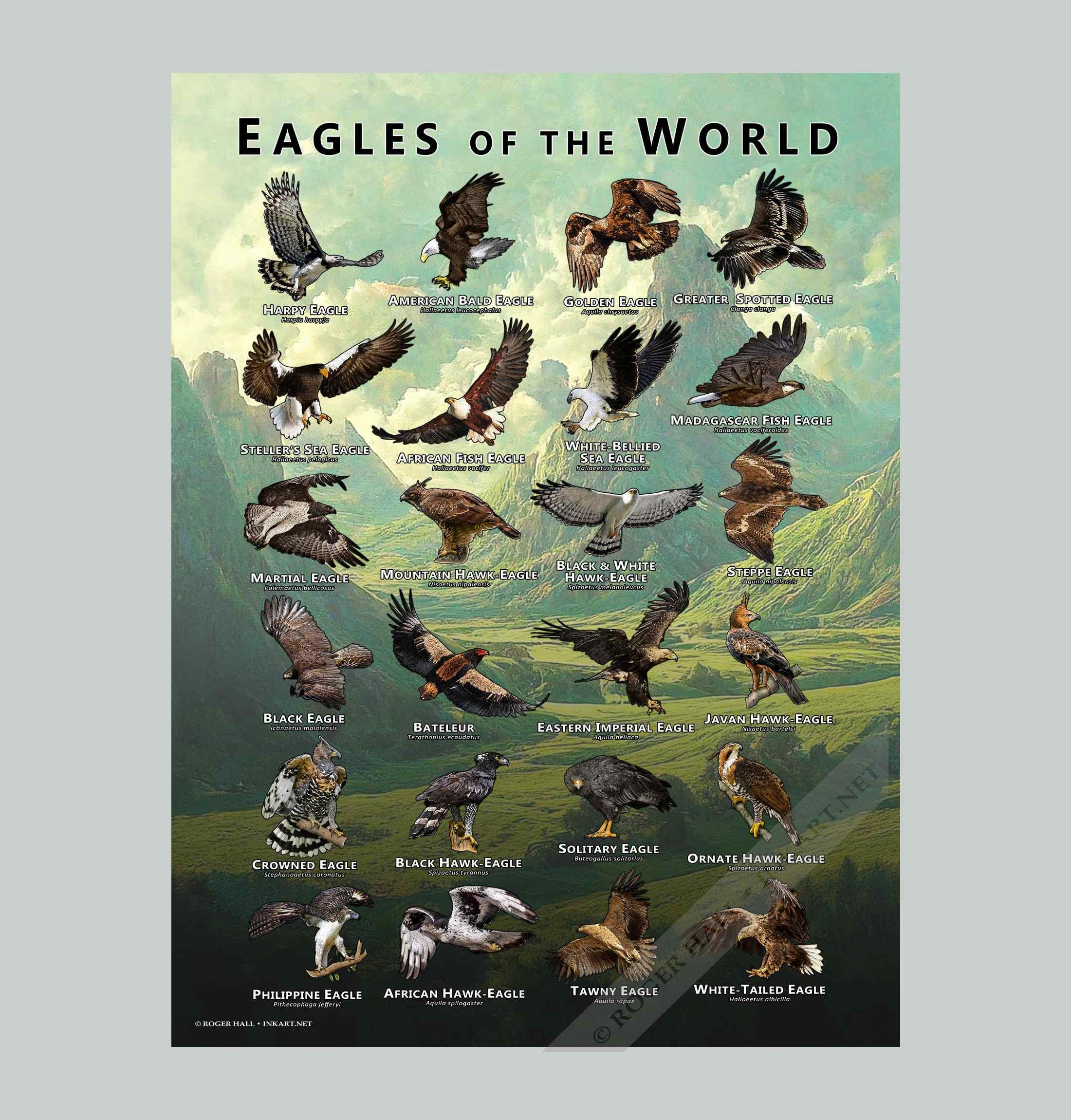 Eagles of the World Poster Print - SIGNED BY ARTIST! - Etsy