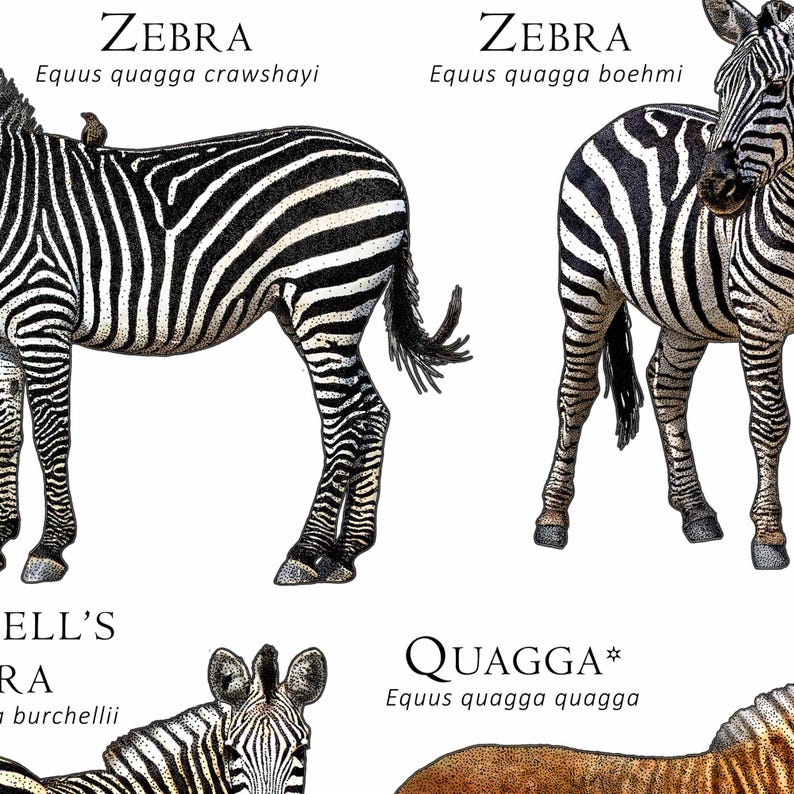 Types of Zebra Poster / Field Guide - SIGNED BY ARTIST! image 9