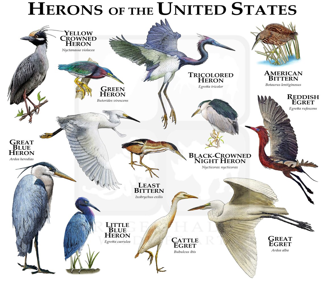 Herons of the United States Poster Print/field Guide Etsy