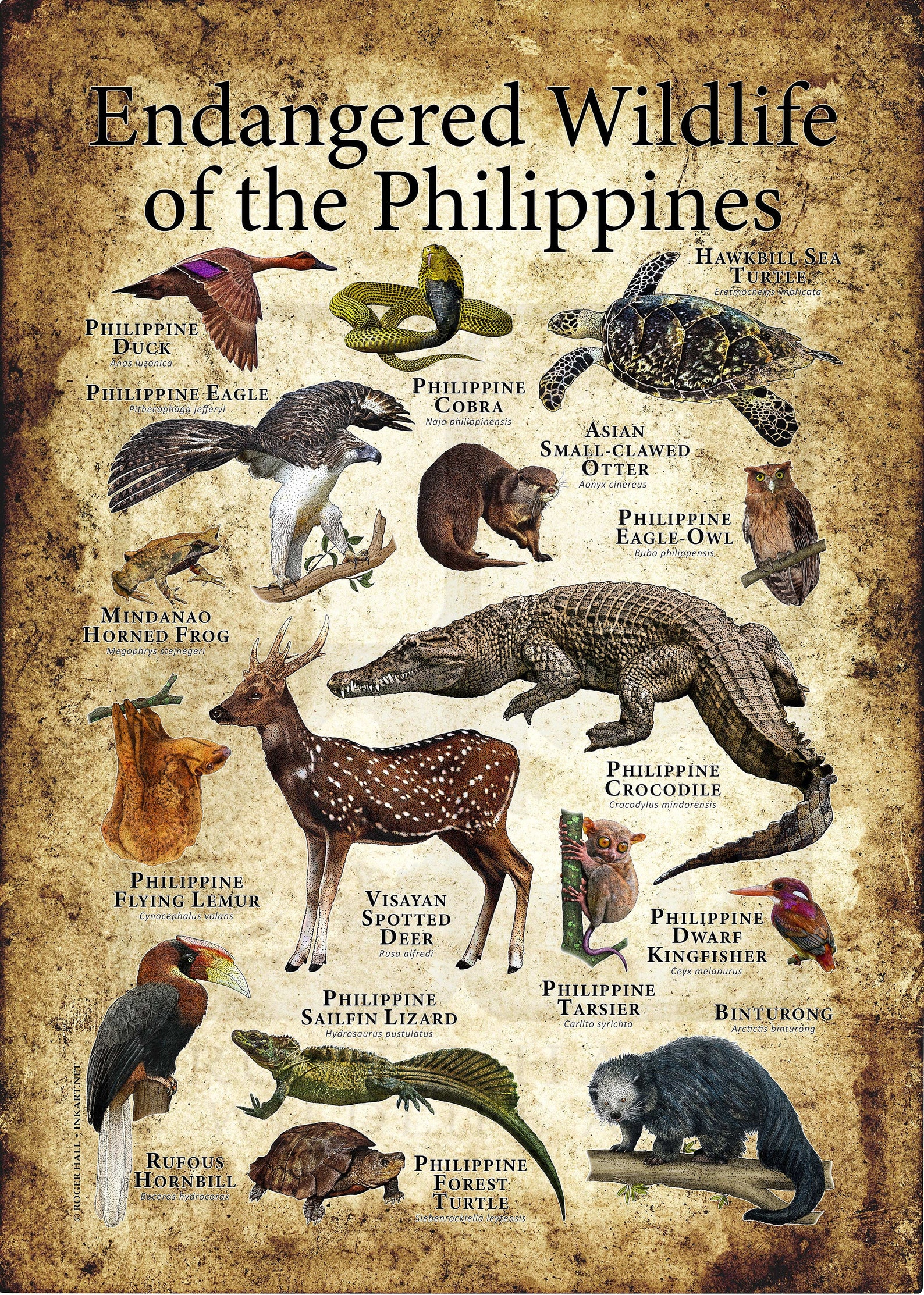 Endangered Wildlife of the Philippines Poster Print | Etsy