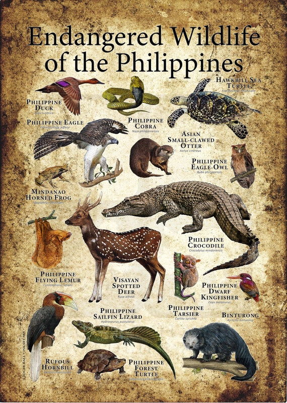Endangered Wildlife of the Philippines Poster Print Etsy India