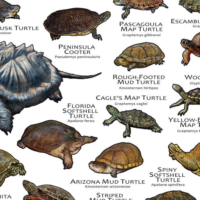 Freshwater Turtles of the United States Art Print / Field Guide image 5