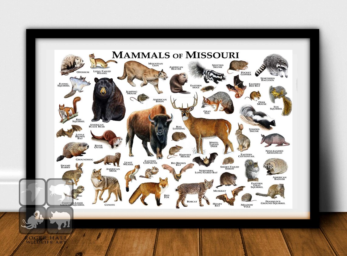 Mammals of Missouri Poster Print / Missouri Mammals Field Etsy