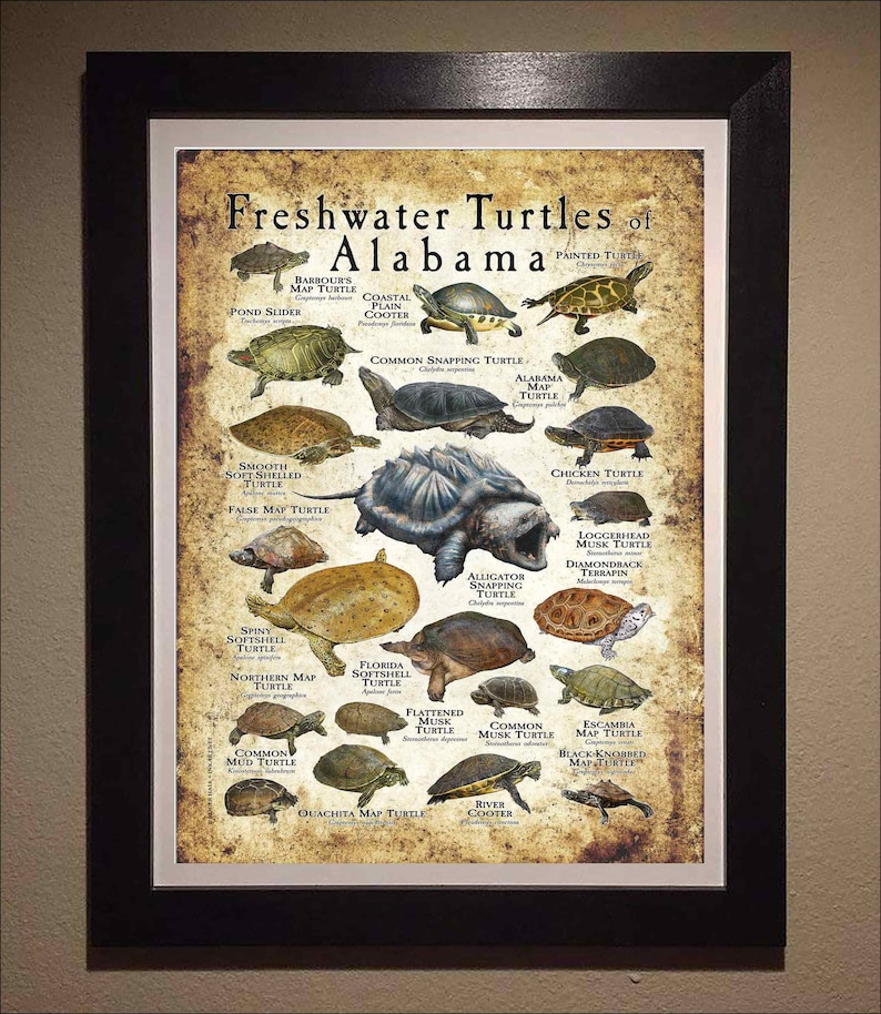 Freshwater Turtles of Alabama Poster Print/field Guide - SIGNED BY ...