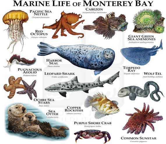 Marine Animals of Monterey Bay Poster Print - Etsy Marine Animals of Monterey Bay Poster Print - Etsy