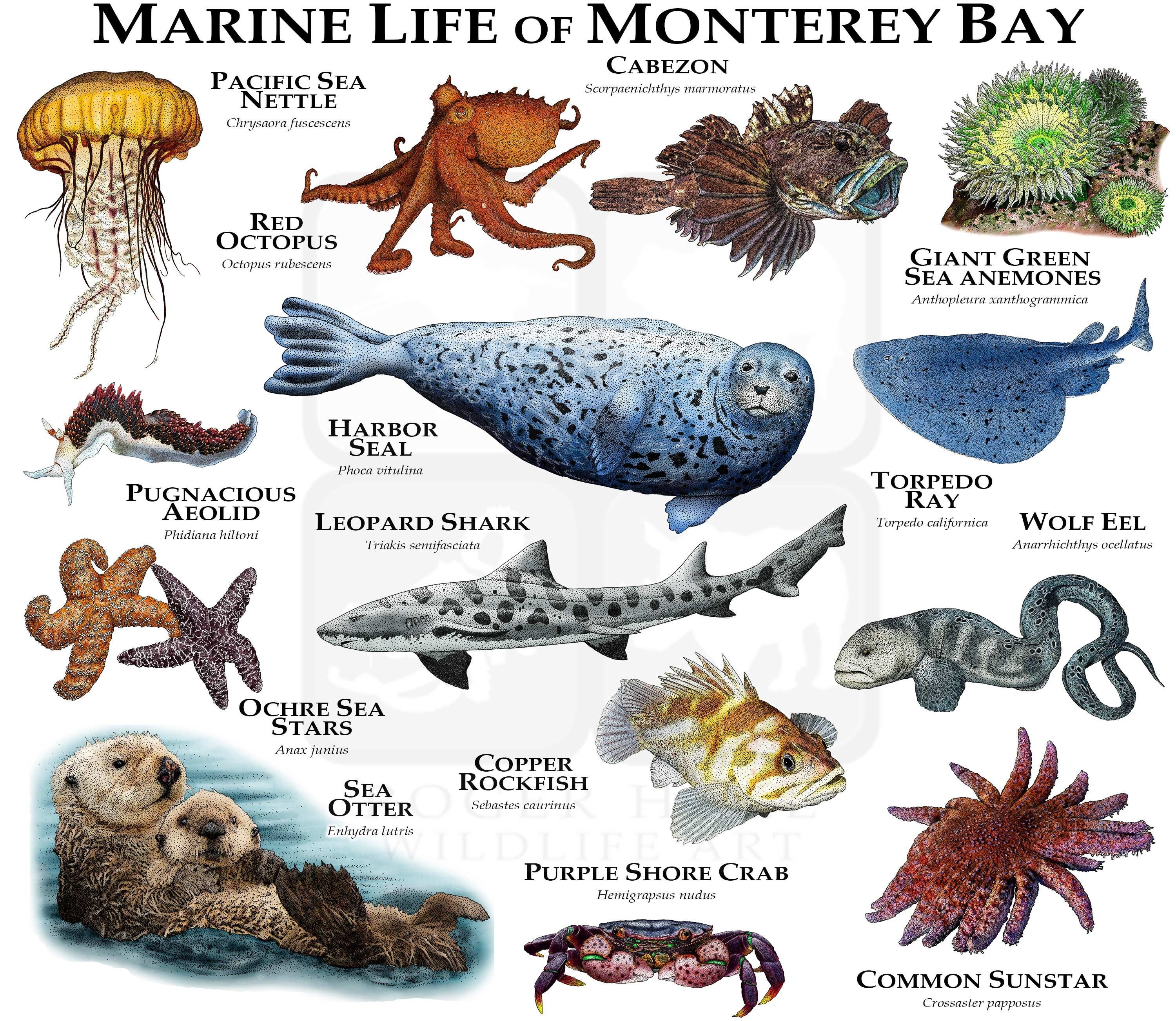 Marine Animals of Monterey Bay Poster Print - Etsy