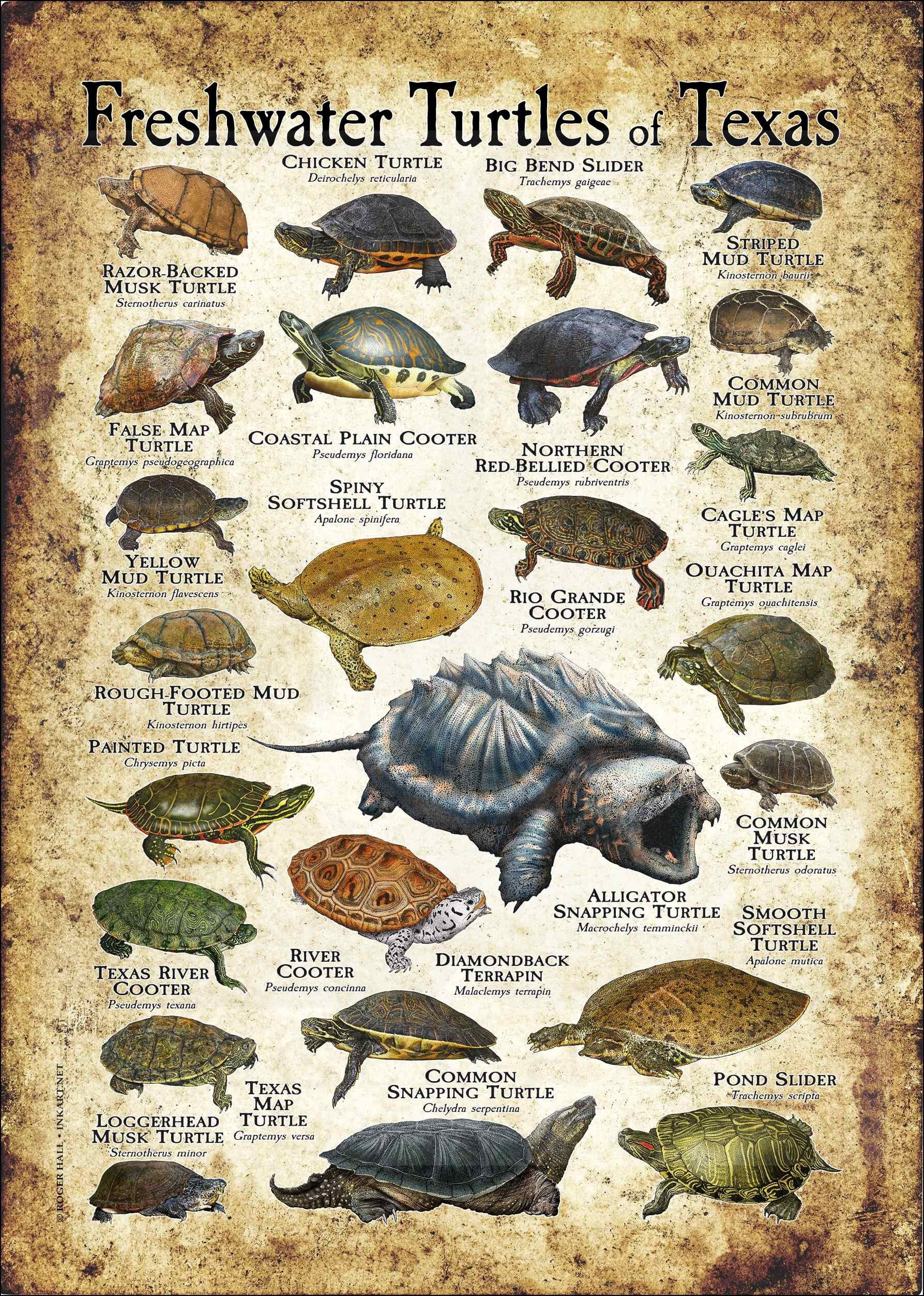 Freshwater Turtles of Texas Poster Print Field Guide - Etsy New Zealand Freshwater Turtles of Texas Poster Print Field Guide - Etsy New Zealand