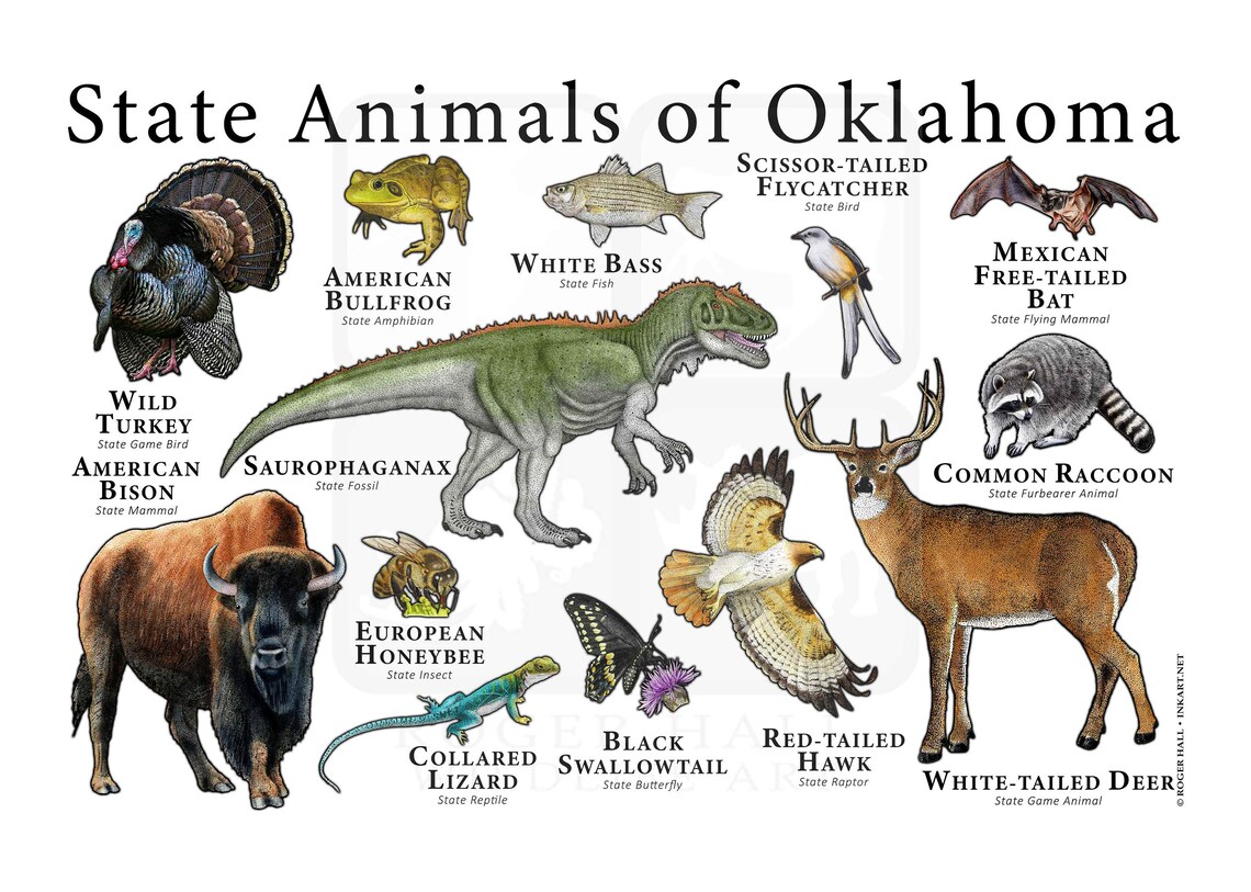 Oklahoma State Animals Poster Print Etsy