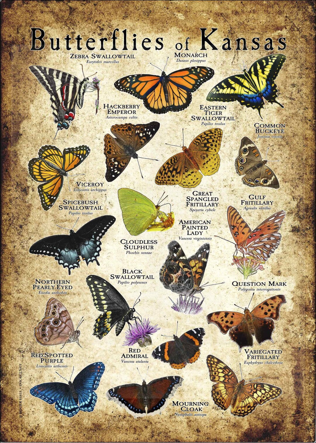 Butterflies of Kansas Poster Print Field Guide Etsy