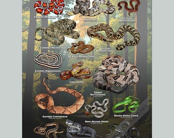 Snakes of New Jersey Poster Print/field Guide - SIGNED BY ARTIST