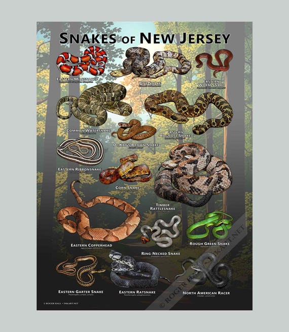Snakes of New Jersey Poster Print/field Guide - SIGNED BY ARTIST
