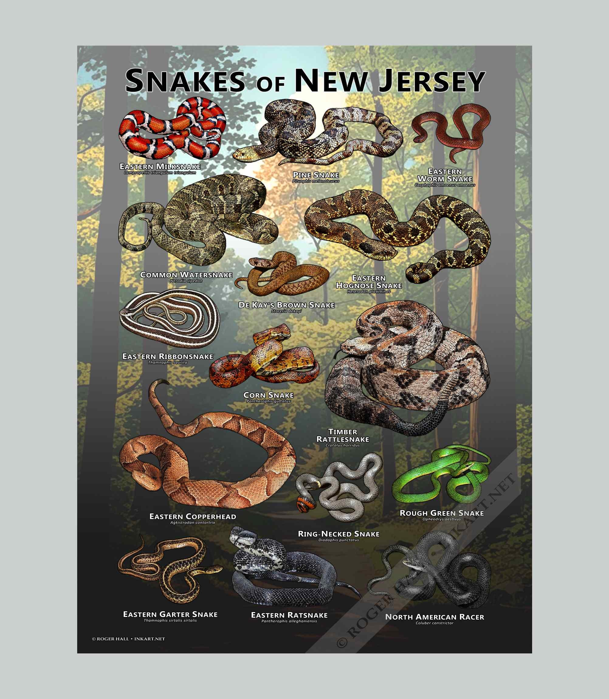 Snakes of New Jersey Poster Print/field Guide - SIGNED BY ARTIST