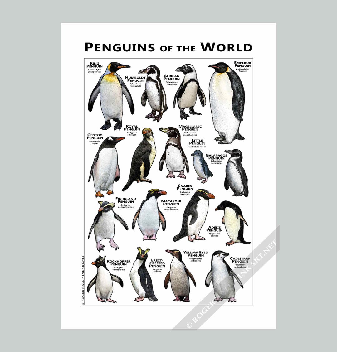 世界のペンギンプリント - アーティストのサイン入り! - Etsy 日本