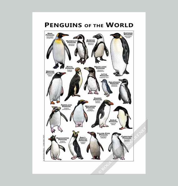 世界のペンギンプリント - アーティストのサイン入り! - Etsy 日本