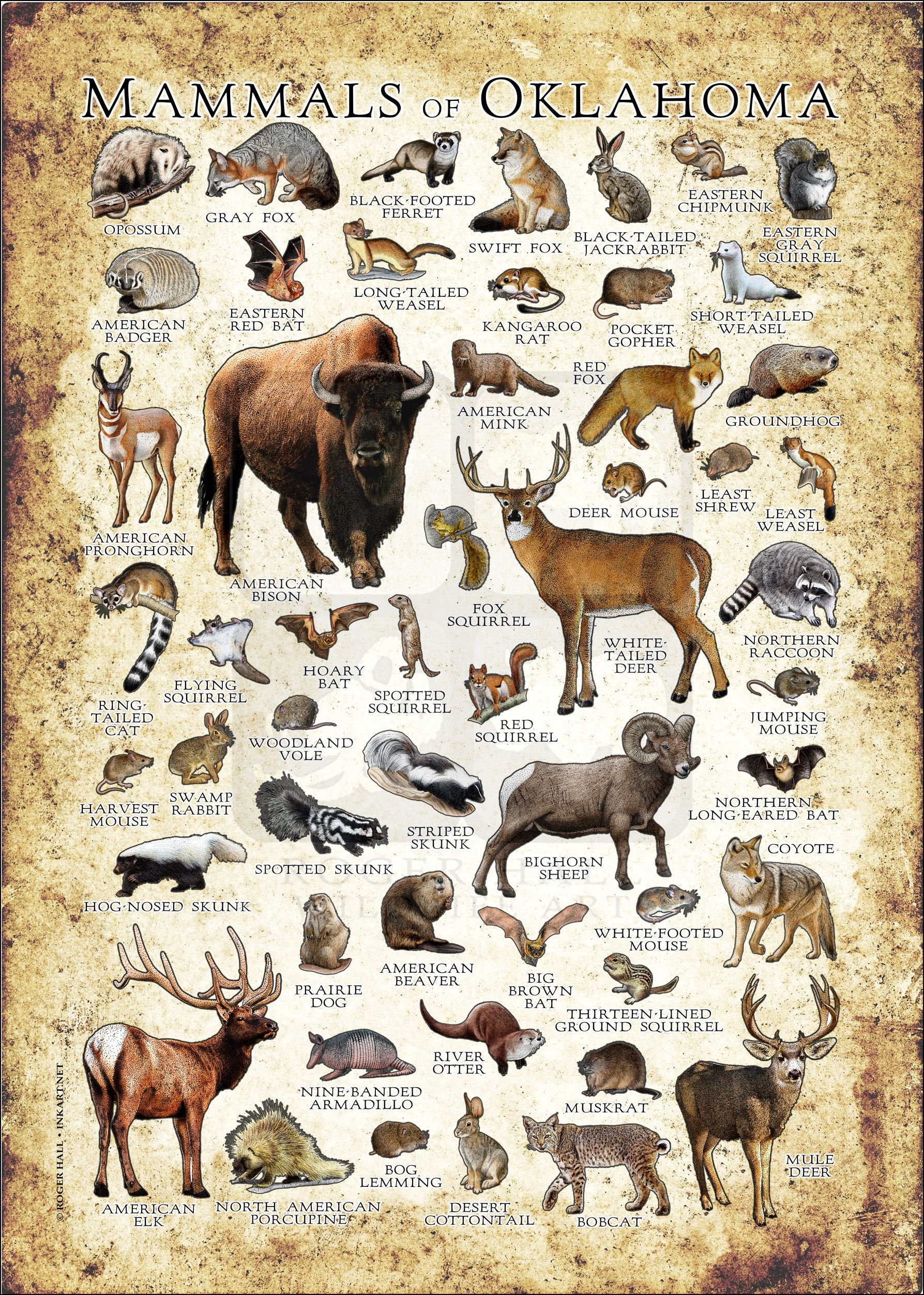 オクラホマ州の哺乳類のポスタープリント：サイン入り野生動物アート