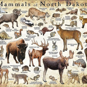 Mammals of North Dakota Poster Print / North Dakota Mammals Field Guide / Animals of North Dakota - SIGNED BY ARTIST!