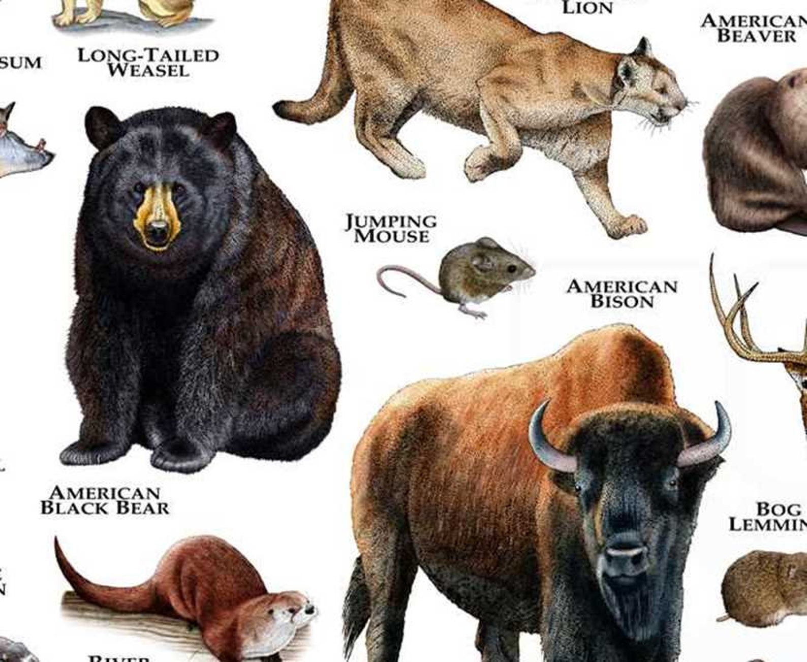 Mammals of Missouri Poster Print / Missouri Mammals Field | Etsy