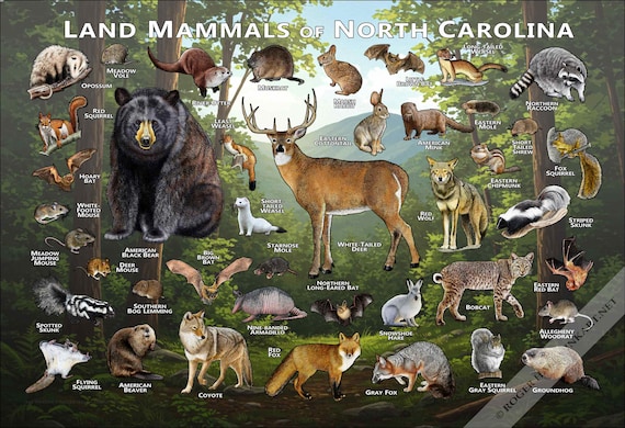 ノースカロライナ州の哺乳類ポスタープリント：サイン入り野生動物